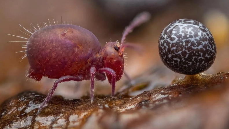 Springtail (Collembola) and slime mold